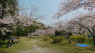 朝霧公園 桜