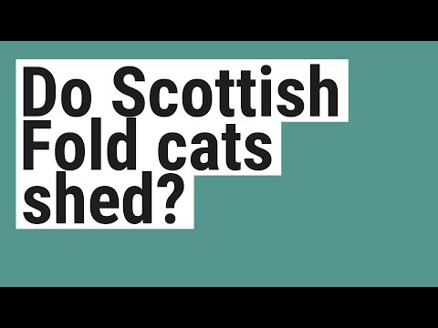 Do Scottish Fold cats shed?
