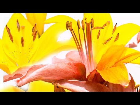 Blooming Flowers - 4K Time-Lapse Stock Footage