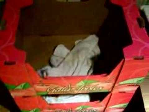 Fabiola's New Sphynx Kitten