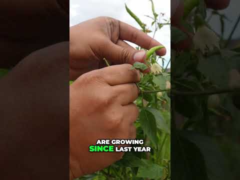 Chili De Arbol Harvest + Overwintering Tips (SoCal) #shorts