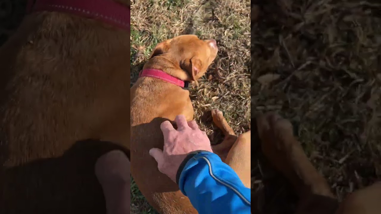 Socko, a Adoptable Pit Bull Terrier in Blairsville, GA video 6/6