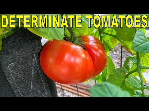, title : '5 Reasons Why DETERMINATE TOMATOES Are BETTER Than Indeterminate
