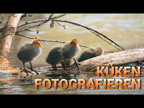 Wasservögel Küken FOTOGRAFIEREN am SEE