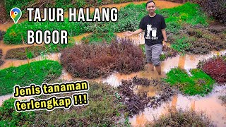 Visit ENTONG Aquatic Farm | Belajar Mengidentifikasi Tanaman Aquatic (Daun Darat dan Daun Air)