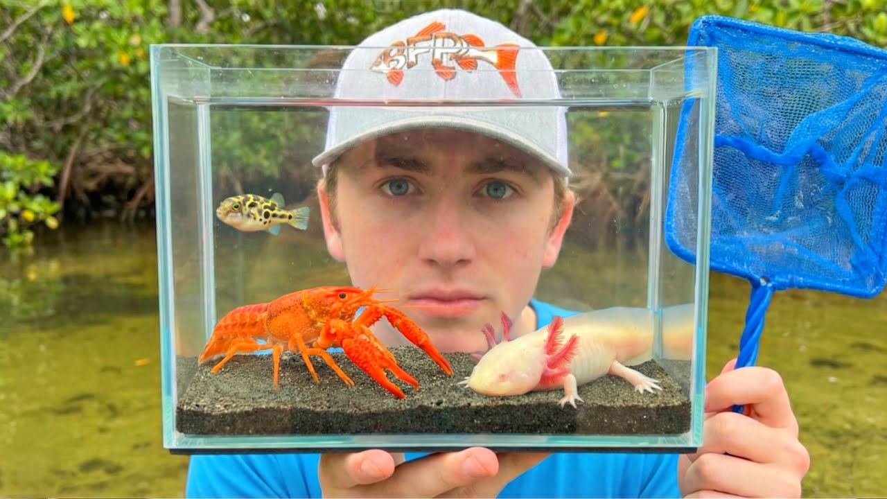 NETTING MICRO AQUARIUM FISH For My NEW TANK!