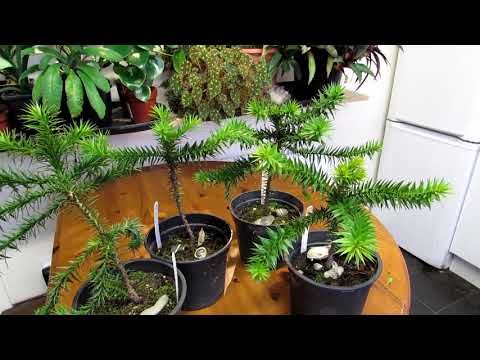 My Monkey Puzzle Trees that I have grown from Seed UPDATE - Araucaria araucana