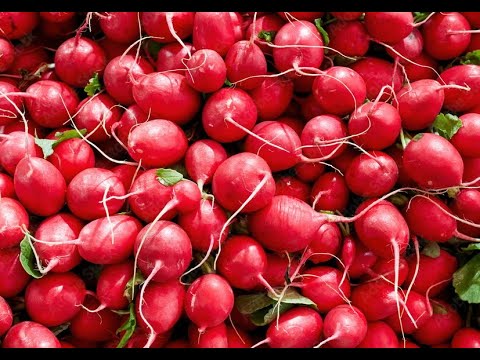 Radishes 101 - Herbs and Spices That Go With Radishes - YouTube
