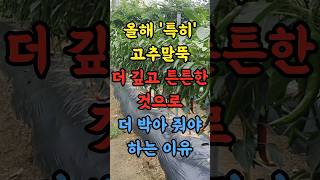 올해는 특히 고추말뚝 긴것으로 깊고 튼튼하게 더 박아 줘야 하는 이유