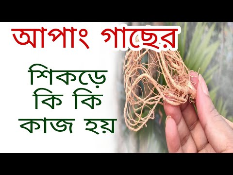 What are the functions of the roots of the Apang tree? Functions of the roots of the Apang tree.