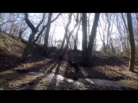 Vincent Guerin Dog walk Great north wood march 2015