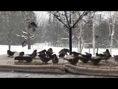 Common redpolls with a few hoary