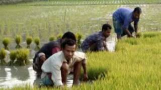 preview picture of video 'Agriculture Of Abhaynagar,Bangladesh.'