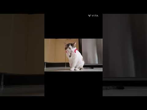 Funny Cats Arguing - Cats Talking To Each Other Compilation || NEW HD