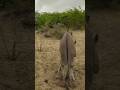 Donkey Power Viral Shorts Youtubeshorts Foryou Viral