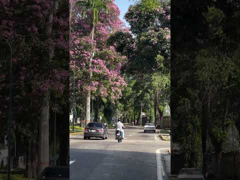 San Felipe, Edo Yaracuy, Venezuela
