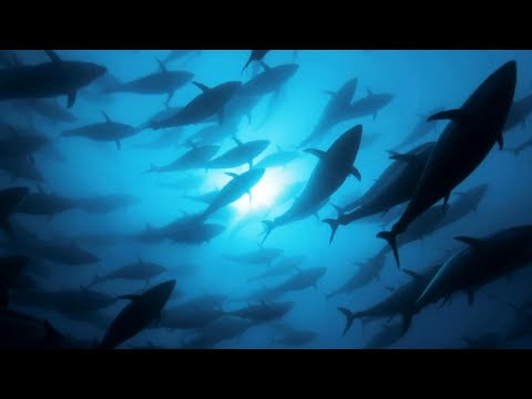 Tracking Bluefin Tuna | A Perfect Planet | BBC Earth