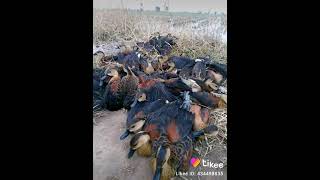 Download lagu suara pikat belibis rawa #shorts mp3 Download lagu suara pikat belibis rawa #shorts mp3