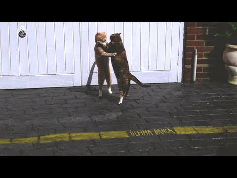 FUZE – Última Dança (Lyric Video)