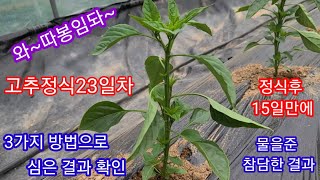 3가지 방법으로 고추모종 심기한지  23일 비교 완전따봉~ 15일만에 물을준 고추 참담 할뻔한 결과  귀농귀…
