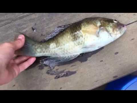 download lagu mp3 mp4 Recipes For Cooking Wrasse, download lagu Recipes For Cooking Wrasse gratis, unduh video klip Recipes For Cooking Wrasse