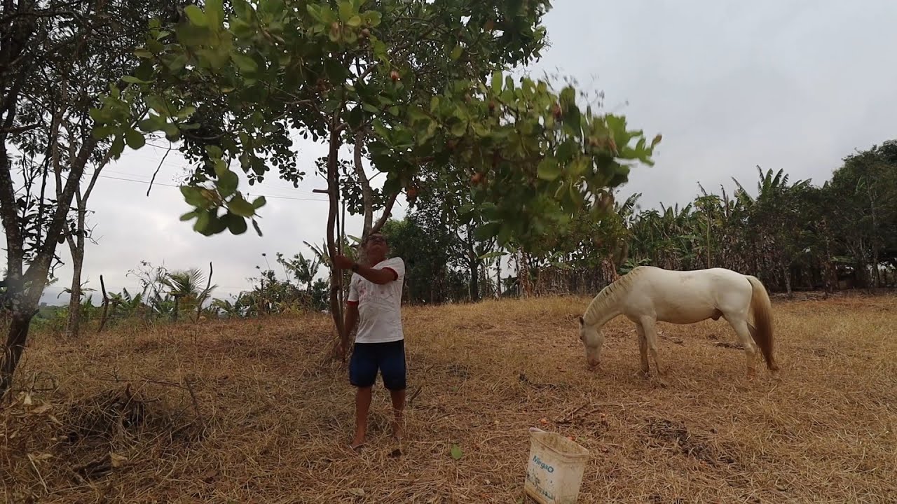 COLHENDO CAJU + TERMINANDO DE PESCAR OS PEIXES COM MEU MARIDO