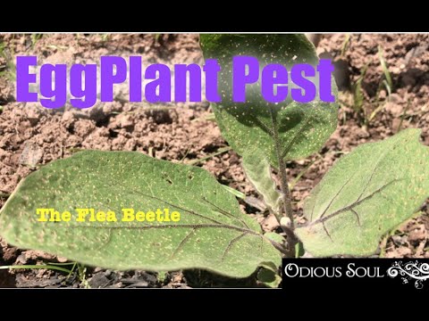 , title : 'EggPlant Pest - The Flea Beetle
