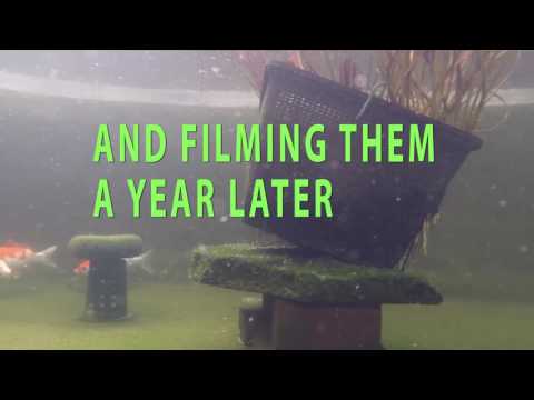 YELLOW ORFE KILLED MY KOI