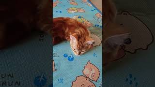 子猫寝顔盗撮!! #shorts