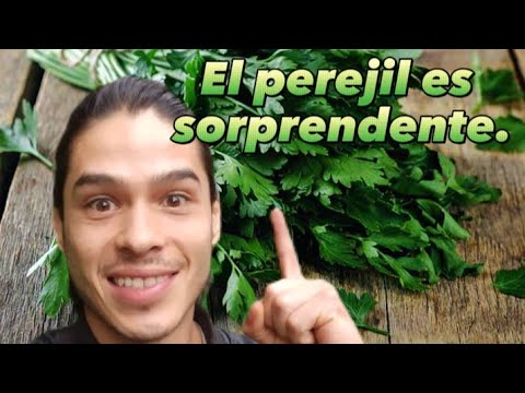 SORPRENDENTES BENEFICIOS DEL PEREJIL! Un impulso nutricional para la salud.