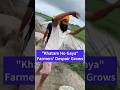 Heart Wrenching Videos Farmers In Punjab Struggling In Rain Punjab Viralvideo Shorts Farmer