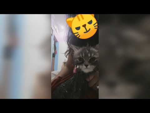 Persian cat's first bathe| little cats first bathing | indian Persian cat || how to bath cats??
