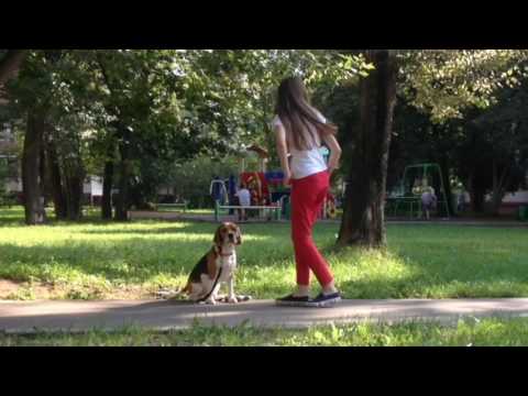 ❤️My dog-My life❤️