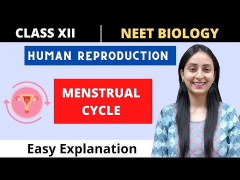 Menstrual Cycle | Human Reproduction | Class 12 | NEET BIOLOGY