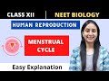 Menstrual Cycle | Human Reproduction | Class 12 | NEET BIOLOGY