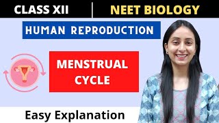 Menstrual Cycle | Human Reproduction | Class 12 | NEET BIOLOGY