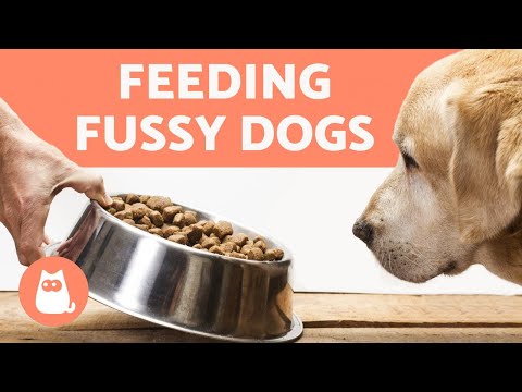 YouTube video about: How to soften dry dog food?