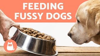 How to Make My DOG EAT DRY FOOD! 🐶✅ 5 Easy TRICKS!