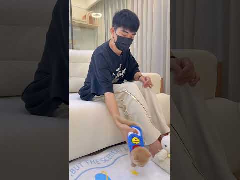 The other party withdrew a little kitten #cat #cute #trending #funny #shorts