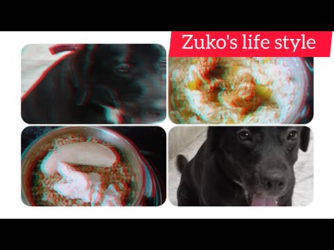 Funny dog video || my pet's ( zuko ) daily routine ||  home made dog food || dog training