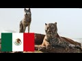 The Jungle Book 2016 Shere Khan Kills Akela Latin Spanish Español Latino