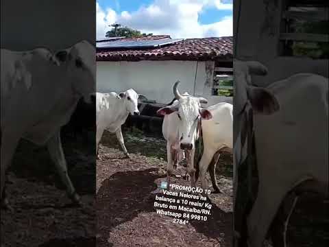 ➡️ *PROMOÇÃO 10 Vacas Nelores na balança a 10 reais/ Kg Bruto em Macaíba/RN. Whatsapp 84 99810 2784*
