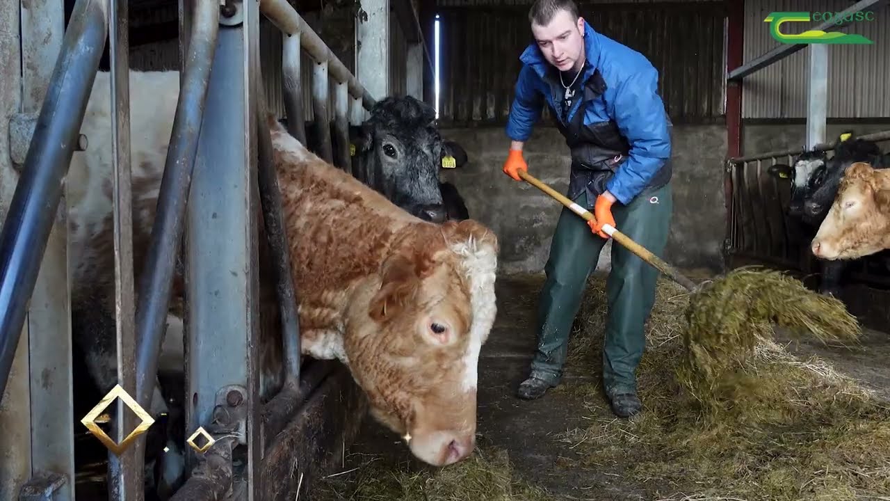 Neil Furey - Teagasc/FBD Student of the Year 2022 Finalist