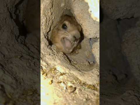 #Hyrax screaming “WAWA” or maybe he’s screaming “MAMA”