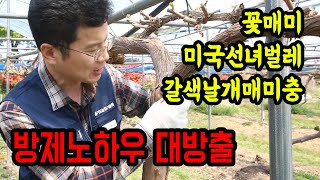 [생생정보農 02편] 돌발해충! 꽃매미, 미국선녀벌레, 갈색날개매미충 예방법