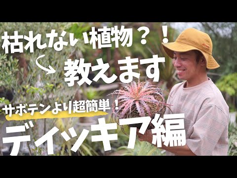 ドワーフローズ「ドワーフキング78」 植物