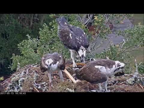 5/13/17 ~ SAVANNAH OSPREY, INTRUDER WON'T LEAVE STEALS FISH AGAIN!