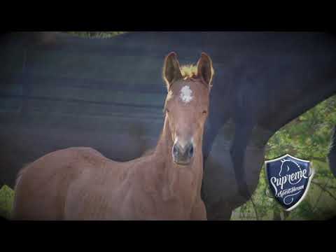 2021 Colt by So Unique x Millennium x Furst Heinrich