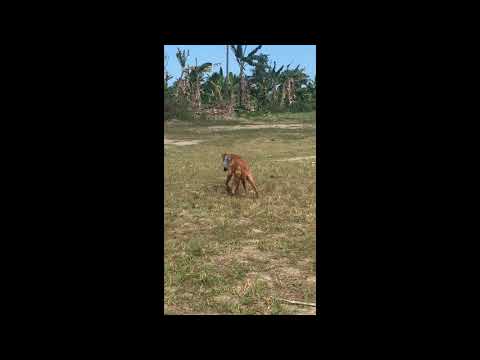 GARC Rabies #3ToBeFree Zanzibar rabid dog