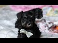 Miniature Schnauzer dogs for sale: Chance  - Video 1